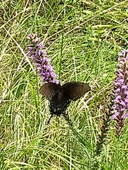 Liatris pycnostachya