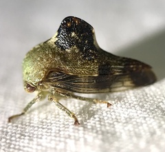 Telamona decorata