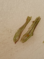 Neolasioptera willistoni