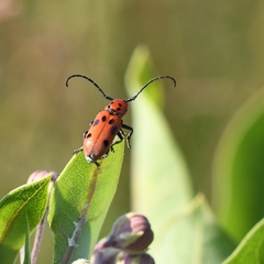 Tetraopes tetrophthalmus