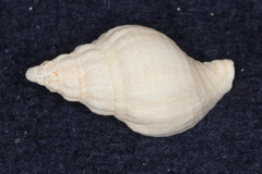 Buccinulum pertinax