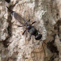 Balcha indica