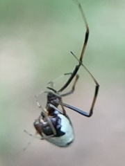 Argyrodes elevatus