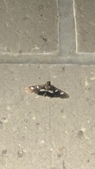 Desmia funeralis