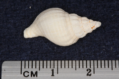 Buccinulum pertinax