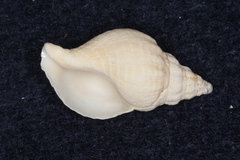 Buccinulum pertinax