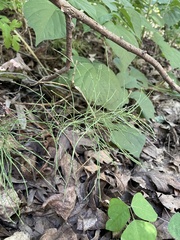 Equisetum pratense