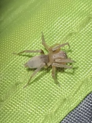 Clubionidae