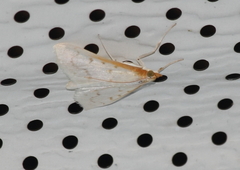 Diaphania costata