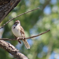 Chondestes grammacus
