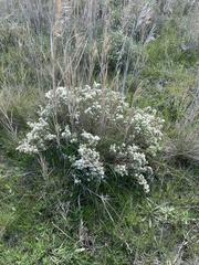 Pimelea glauca