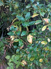 Rhododendron dauricum