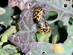 Murgantia histrionica