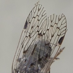Melanoliarus aridus