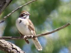 Chondestes grammacus