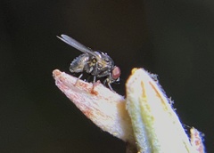 Milichiidae