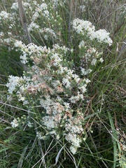 Pimelea glauca