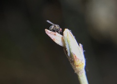 Milichiidae
