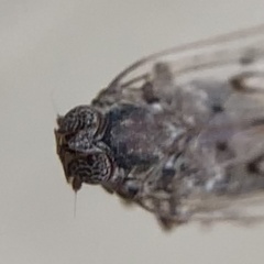 Melanoliarus aridus