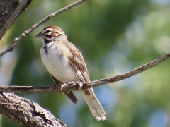 Chondestes grammacus