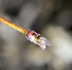 Milichiidae