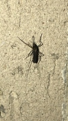 Aedes japonicus