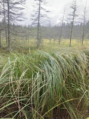 Carex aquatilis