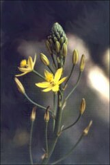 Bulbine semibarbata