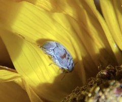 Bruchinae