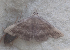 Phalaenostola larentioides