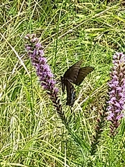 Liatris pycnostachya