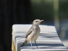 Salpinctes obsoletus