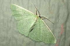 Synchlora aerata