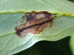 Botrytis paeoniae