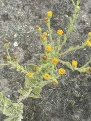 Heterotheca grandiflora