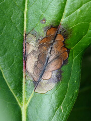 Botrytis paeoniae