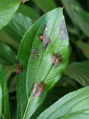 Botrytis paeoniae