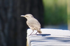 Salpinctes obsoletus