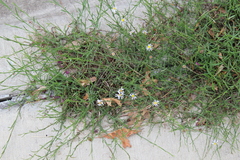 Symphyotrichum divaricatum