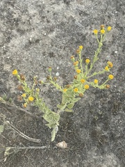 Heterotheca grandiflora