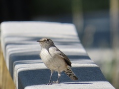 Salpinctes obsoletus