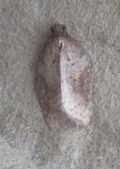 Acleris