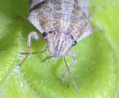 Sphyrocoris obliquus