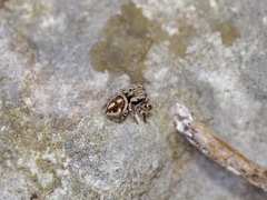 Habronattus fallax