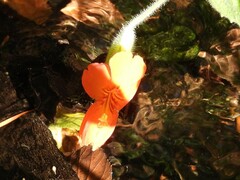 Erythranthe cardinalis