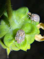Sphyrocoris obliquus