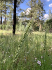 Elymus elymoides