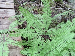 Adiantum aleuticum
