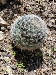 Mammillaria barbata