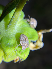 Sphyrocoris obliquus